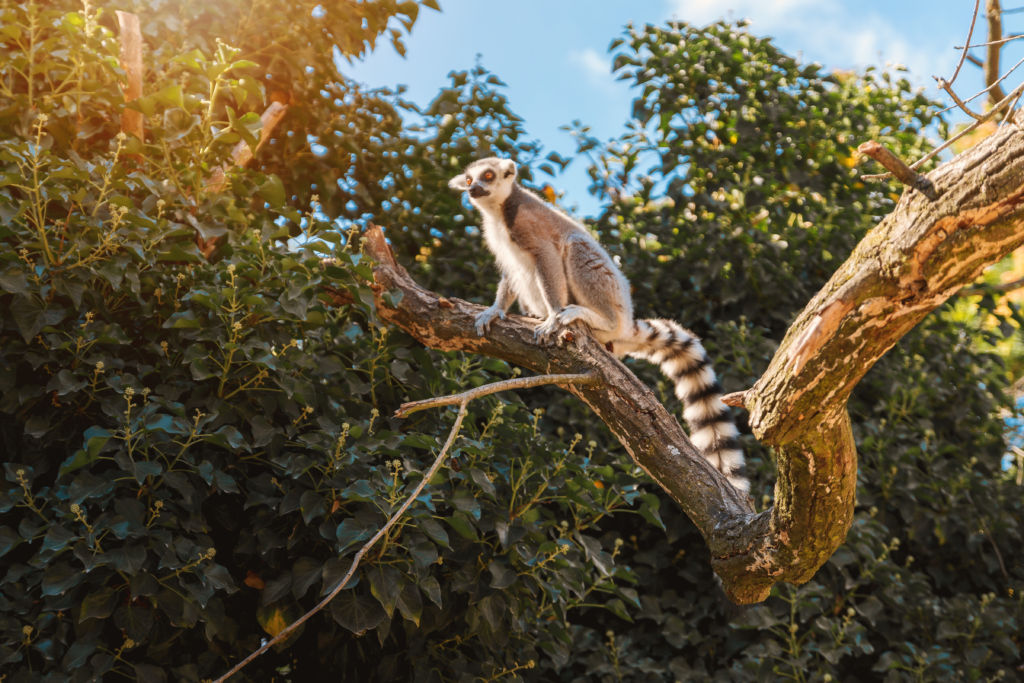 View of Lemur in their natural habitat, Madagascar. · Free Stock Photos