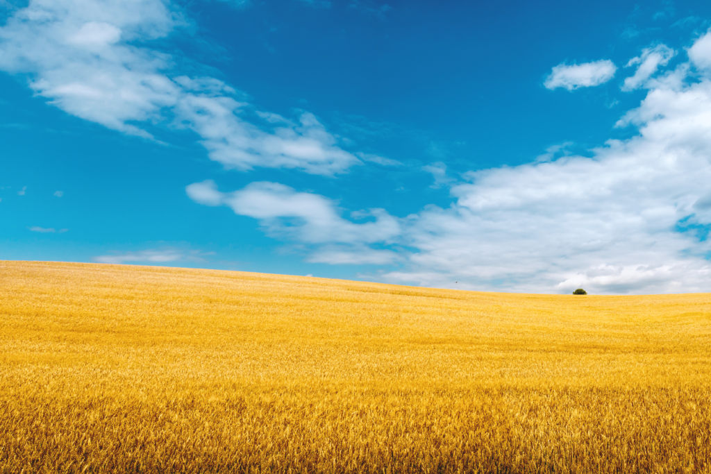 Golden wheat field with blue sky in background · Free Stock Photos