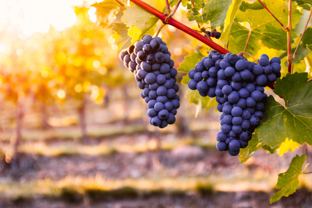 Vineyard With Ripe Grapes In Countryside At Sunset ·