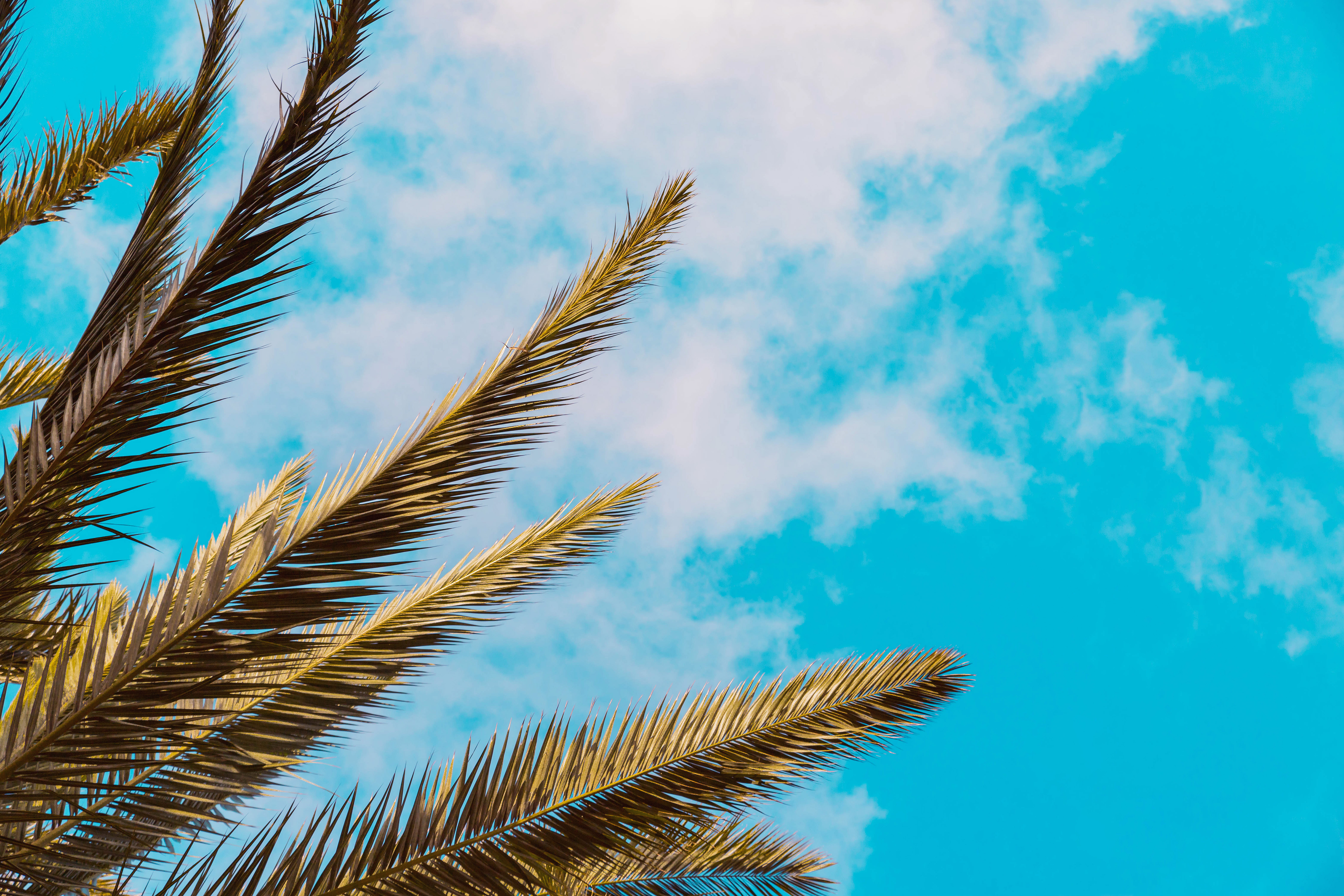 Palm leaves and blue sky with clouds · Free Stock Photos